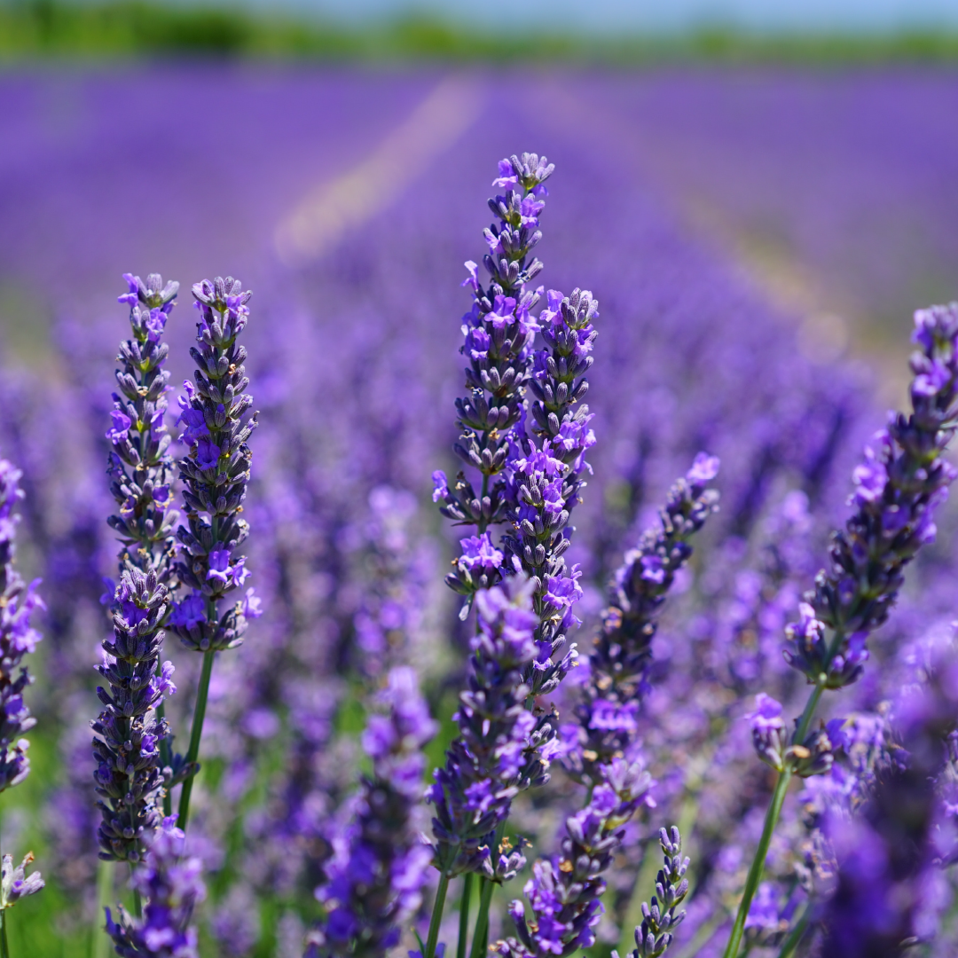 Vanilla Bean & Lavender Goat's Milk Bar Soap ✨🌿