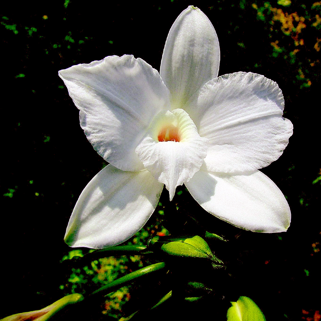 Vanilla Bean & Lavender Goat's Milk Bar Soap ✨🌿