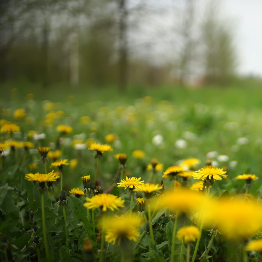 Dandelion Peace 🌼🕊️🌿