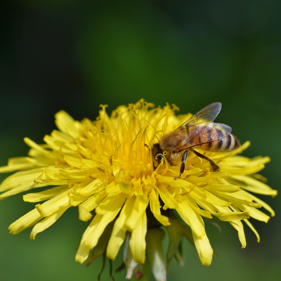 Dandelion Peace 🌼🕊️🌿